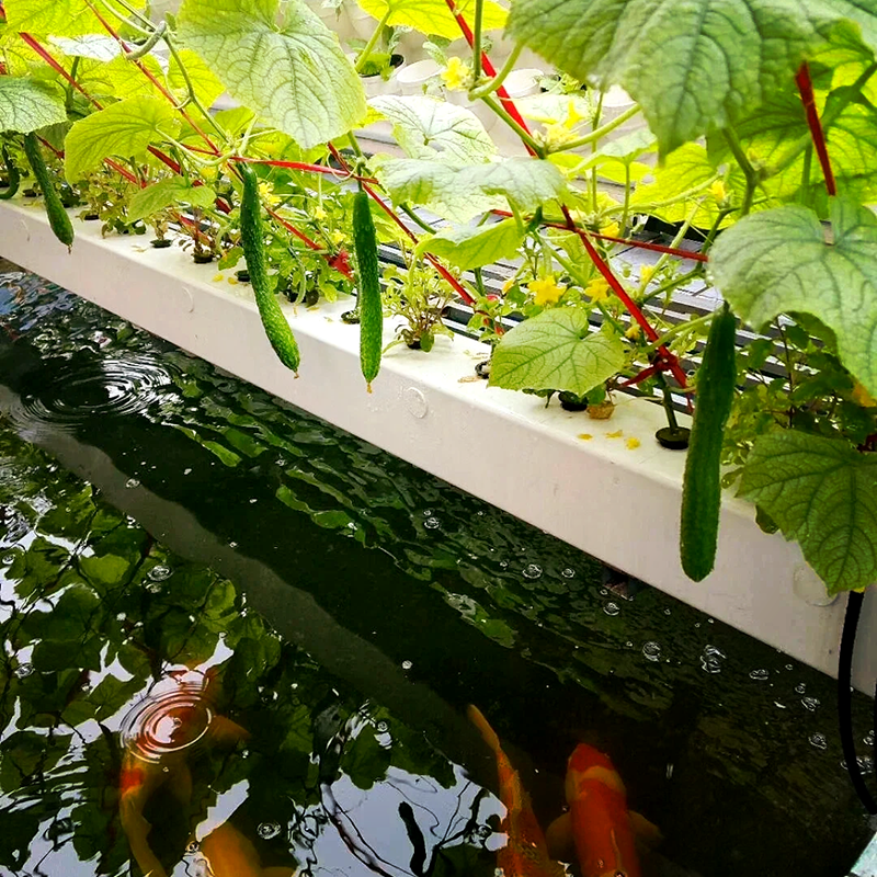 广元市大田灌溉鱼菜共生 - 推荐